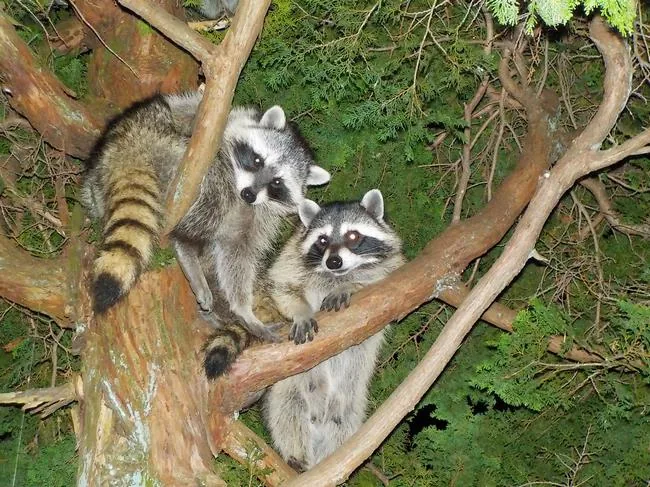 講習会の案内に掲載されたアライグマの写真