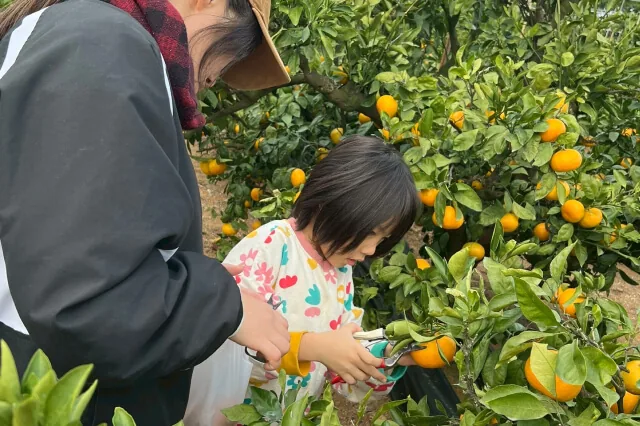 みかんを収穫する親子の主催参考写真