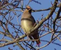 秋の野鳥観察会の案内画像