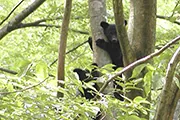森林講座の案内に掲載されたクマの写真