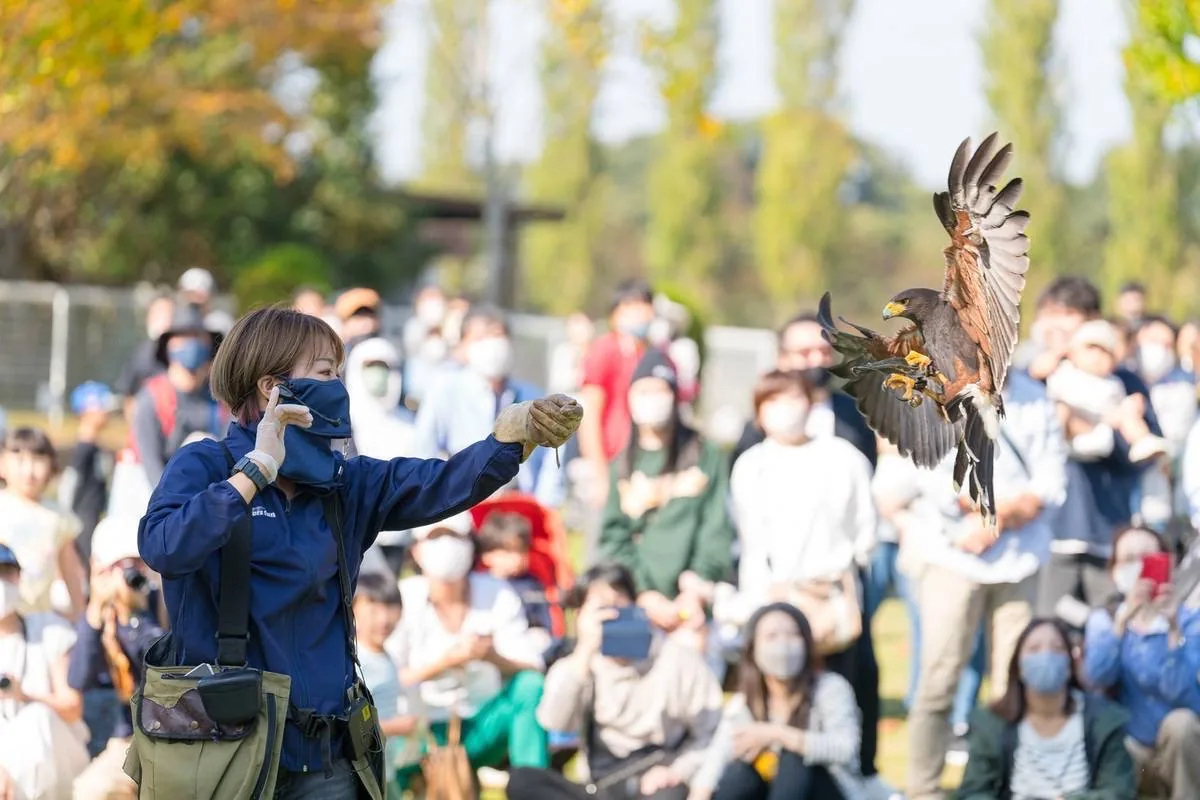 主催の特別イベント案内に掲載されたタカのフライトショーの参考写真