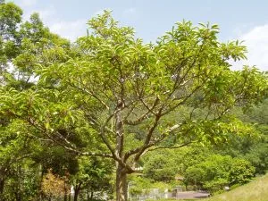 常緑広葉樹の見分け方の主催掲載紹介画像