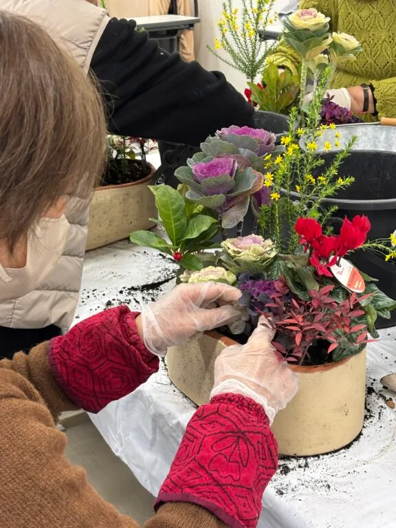 山野草の寄せ植え教室「お正月の寄せ植え」の作品または教室の参考写真(公園掲載)