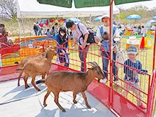 主催者が今回の「ふれあい動物園」の案内に掲載した参考画像