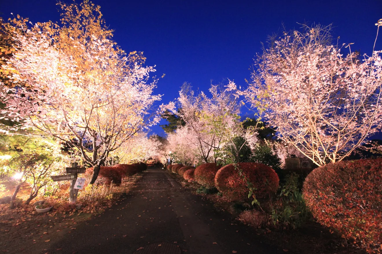 公式の冬桜まつり案内に掲載された城峯公園の冬桜の写真