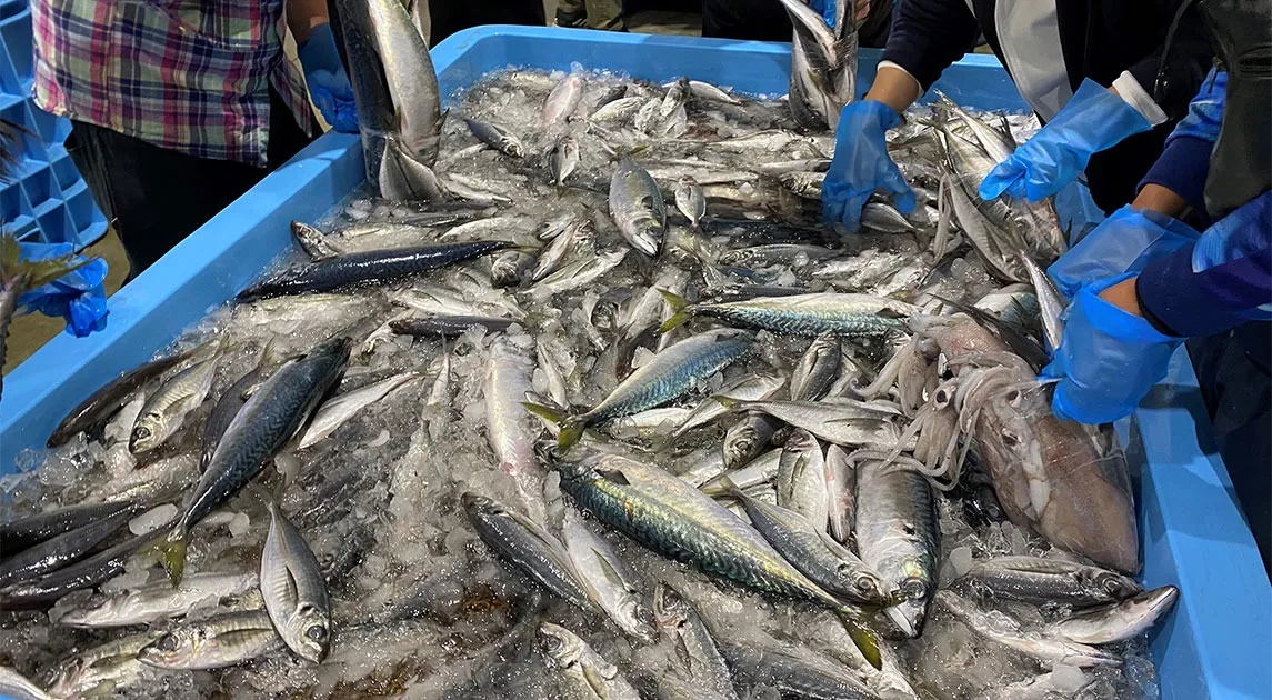 唐津お魚まつり