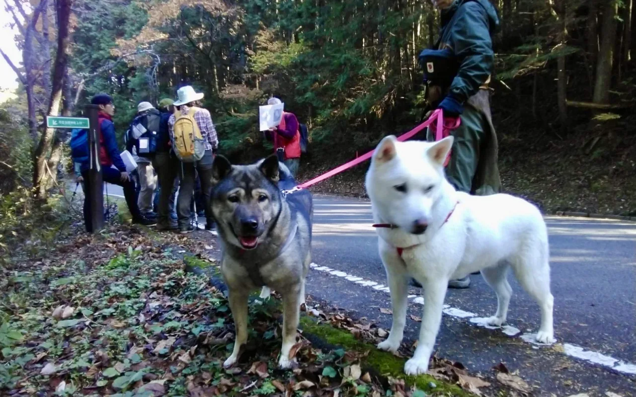ご神犬も参加　世界遺産 三谷坂を登るの公式案内に掲載された参考写真