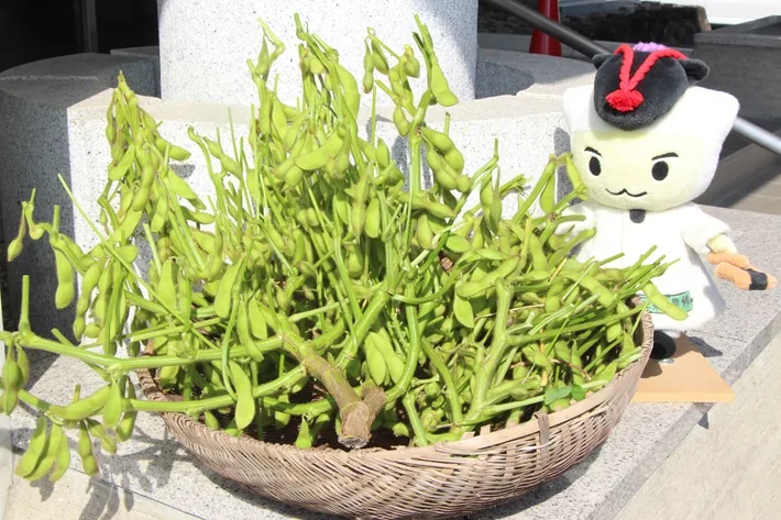 河合町の収穫体験の案内に掲載された黒豆のイメージ