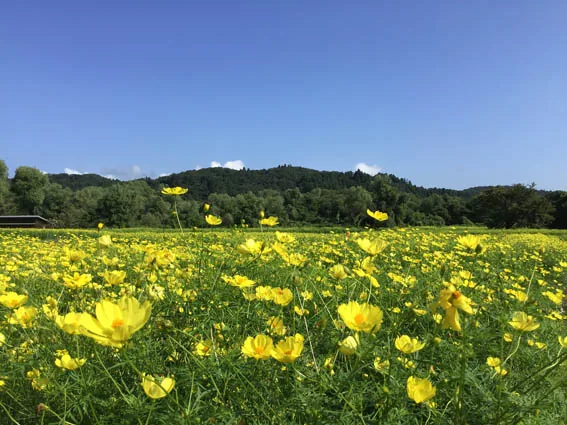 コスモスお花摘み体験の公式案内に掲載された画像
