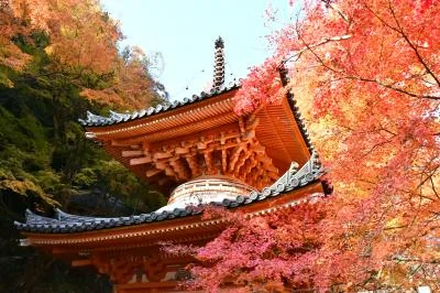 牛滝山もみじまつりの会場、大威徳寺の紅葉を紹介する参考写真