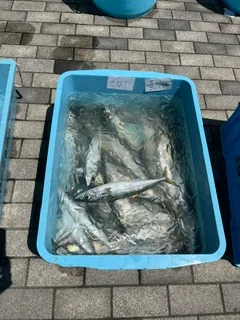 亘理荒浜水産物直売会で販売する魚の参考写真