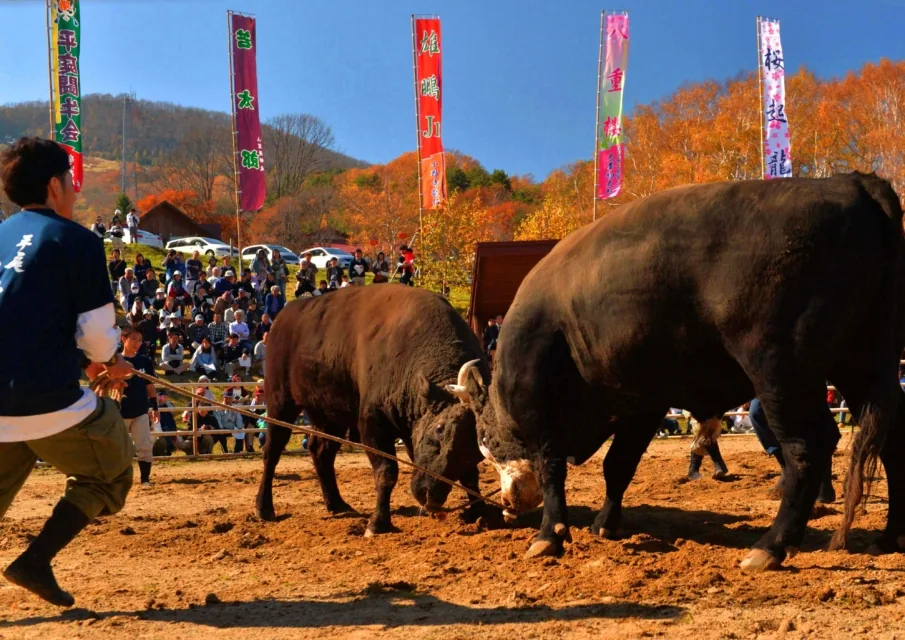 平庭闘牛大会もみじ場所の公式案内に掲載された画像