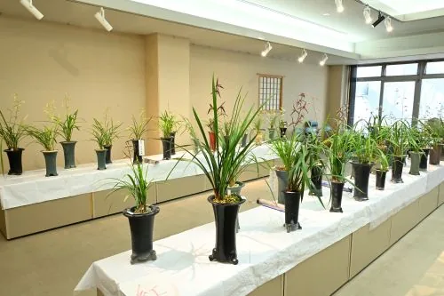 寒蘭花展示会の公式案内に掲載された寒蘭の鉢の紹介写真