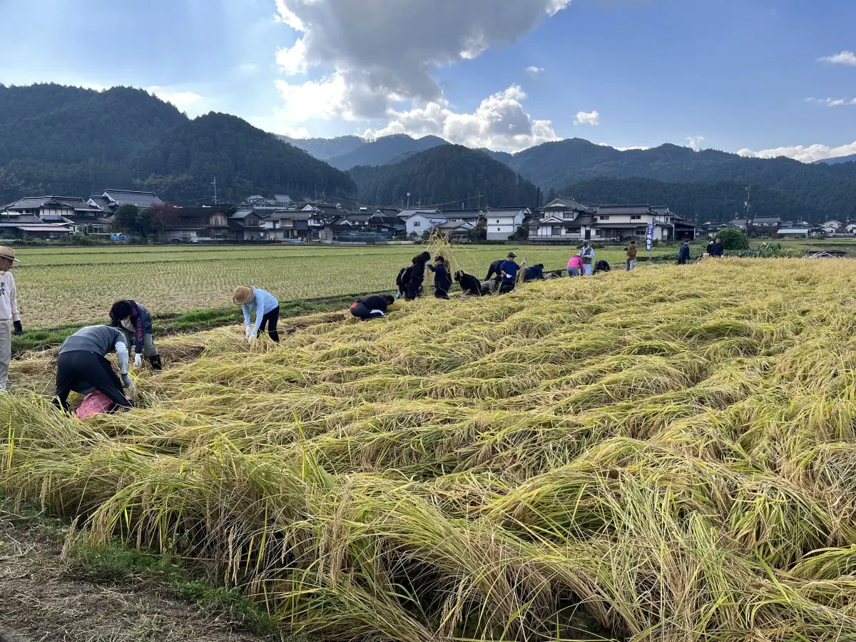 今回の主催予約ページに掲載されている稲刈りの参考写真。2026年当日の撮影ではありません