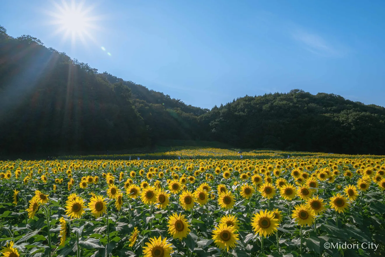 第31回ひまわりの花畑まつりの公式案内に掲載された写真