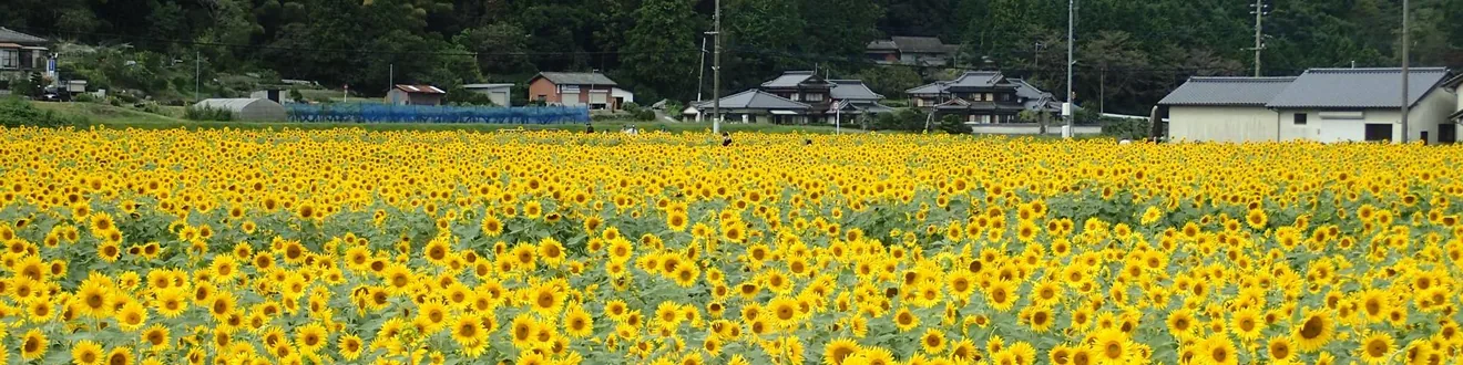 崎山ひまわり祭りの今回案内に掲載された過去のひまわりの風景
