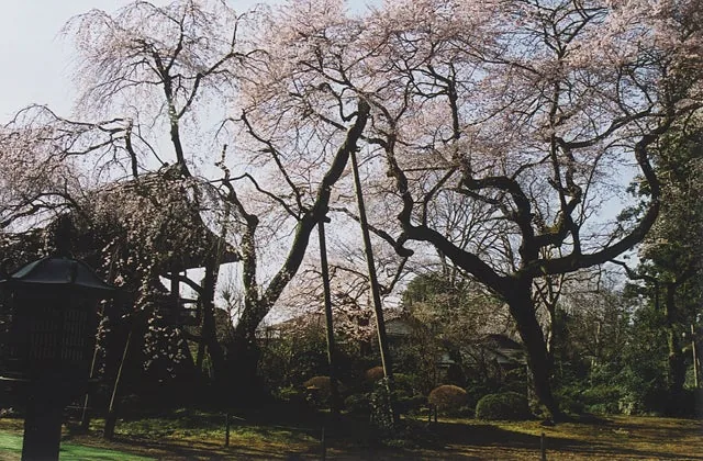 光丸山大縁日の公式案内に掲載された写真