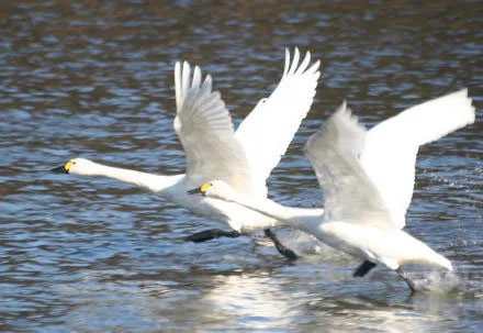 羽田沼の探鳥会案内に掲載されたハクチョウの紹介写真