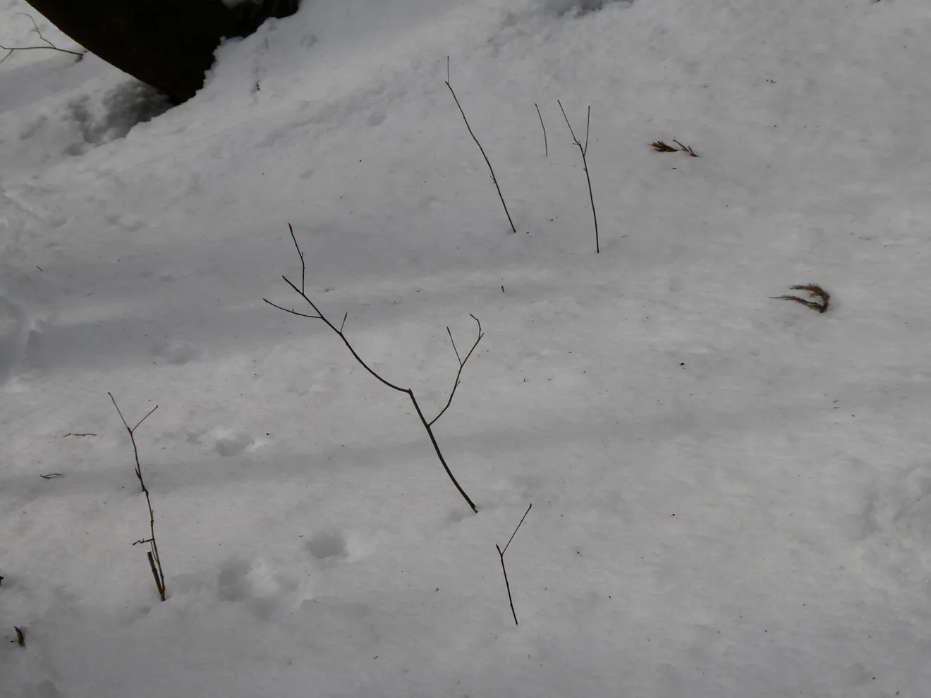 雪に残る足跡の過去の参考写真(今回の公式案内掲載)
