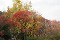 たどつALWAYS　-歩く・見る・知る・栞づくり・イン紅葉の県立桃陵公園-の公式紹介画像