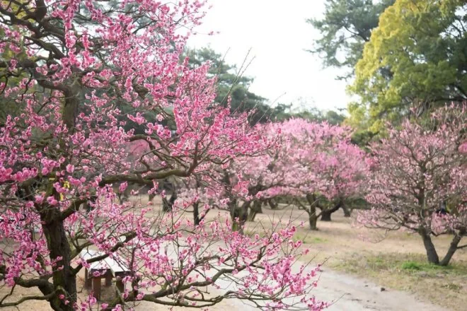 梅香薫る 特別名勝栗林公園と名物さぬきうどんの源を探ろうの公式紹介画像