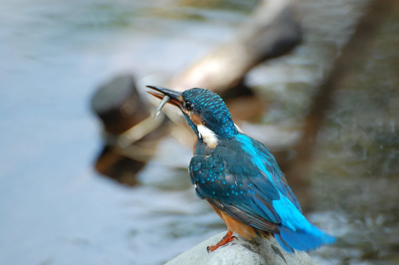 永野川の探鳥会案内に掲載されたカワセミの紹介写真