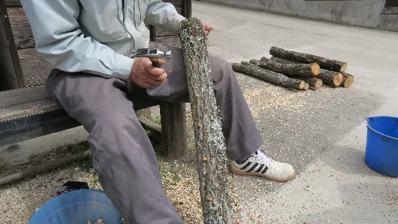 今回のしいたけの菌打ちの公式案内に掲載された参考写真