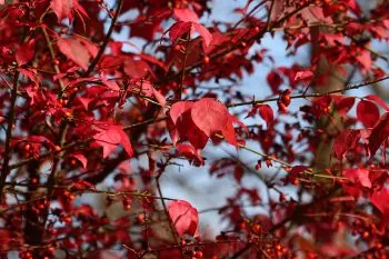 観察イベント「紅葉観察会」の今回の案内に掲載された観察対象・過去の実施例